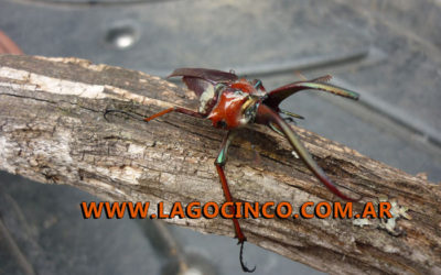 Ciervo volante (Lucanus cervus)