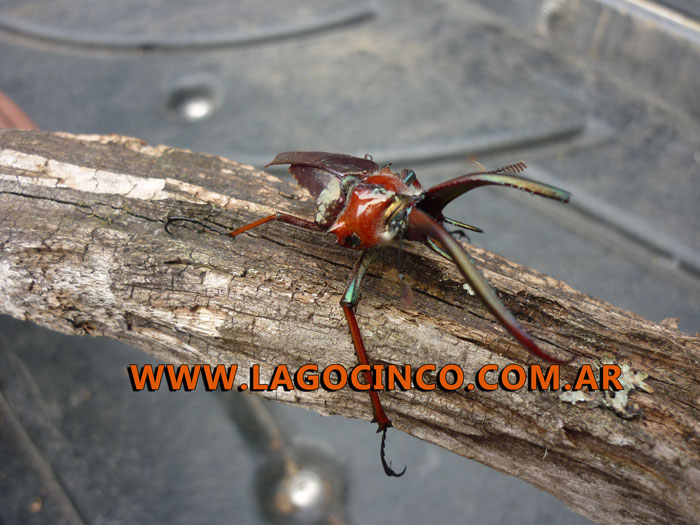 Ciervo volante (Lucanus cervus)